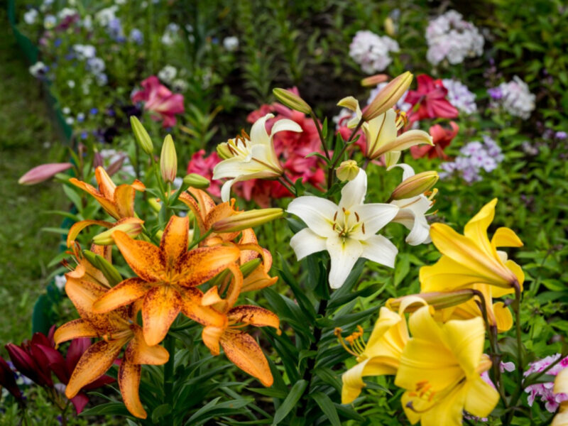 Are Oriental and Asiatic lilies the same?