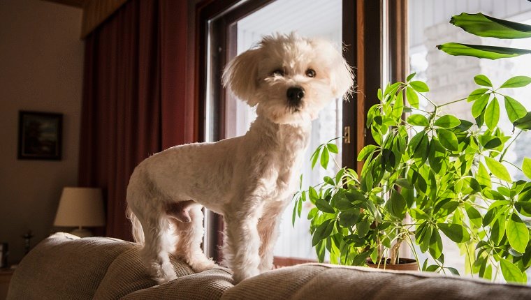 Here's why Maltipoos are the Best Dog for People Living in Apartments