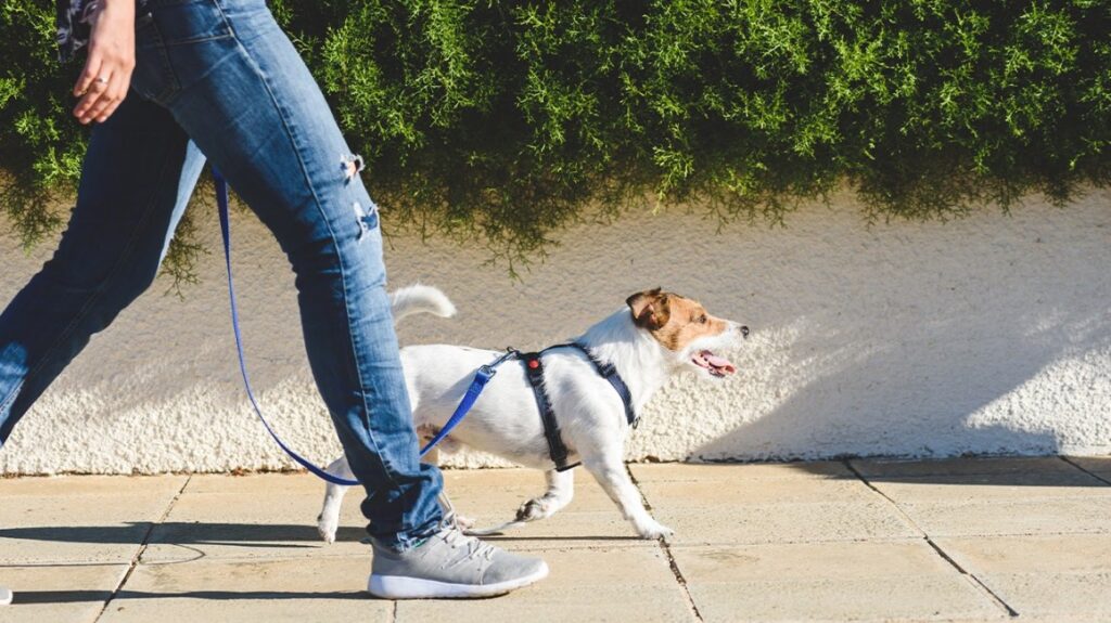 What Should You Think About Before Going on a Walk With Your Dog?