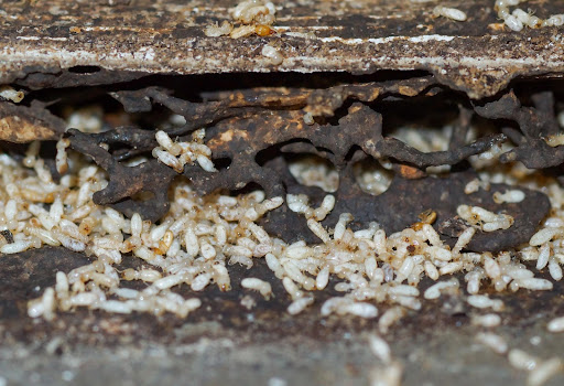 Do You Have Termites in Your Home? Here’s the 10 Signs to Look Out For