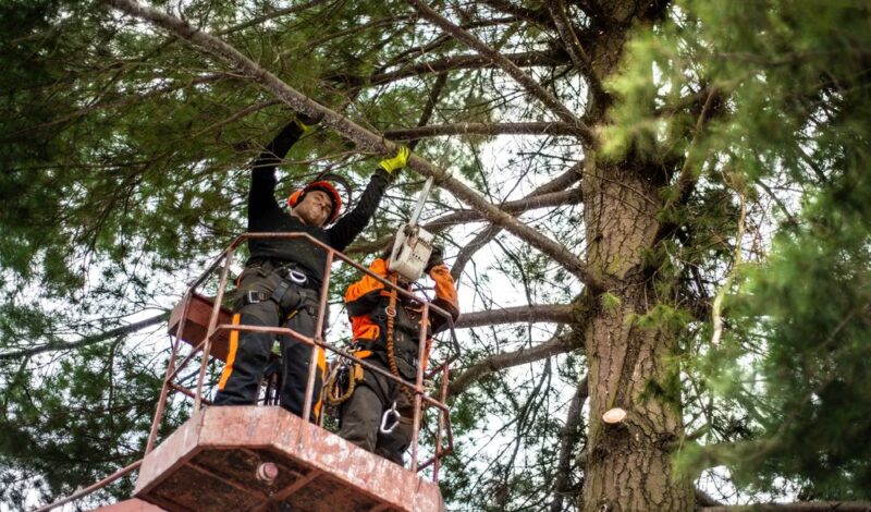 What is an Arborist and Why do I Need One?