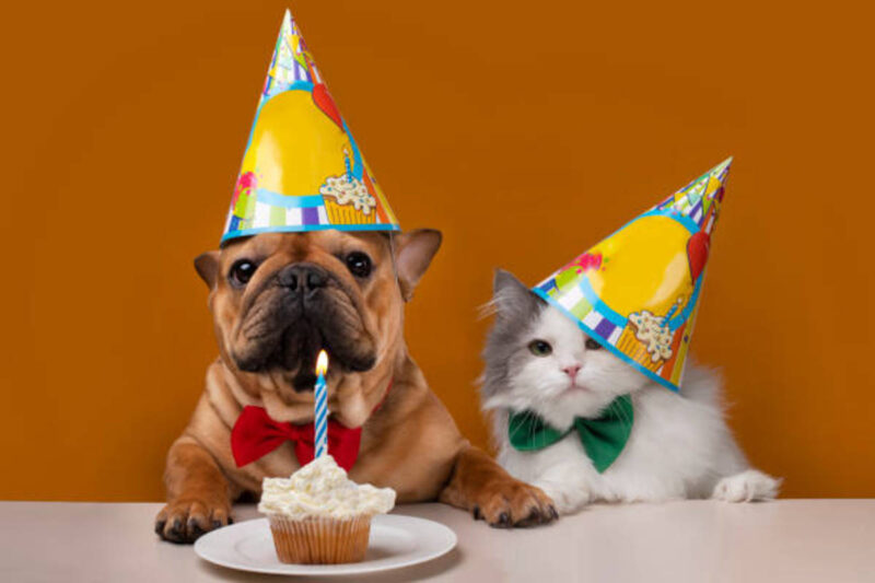 Five Special Treats for Your Pet's Natal Day