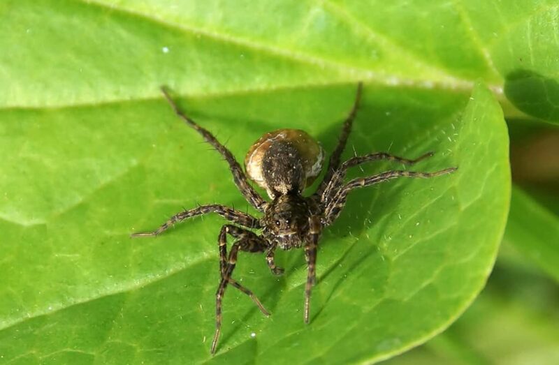 Hate Spiders? Here are the Top 5 Causes of a Spider Infestation