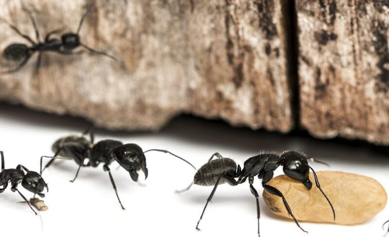 Carpenter Ant Removal Tips
