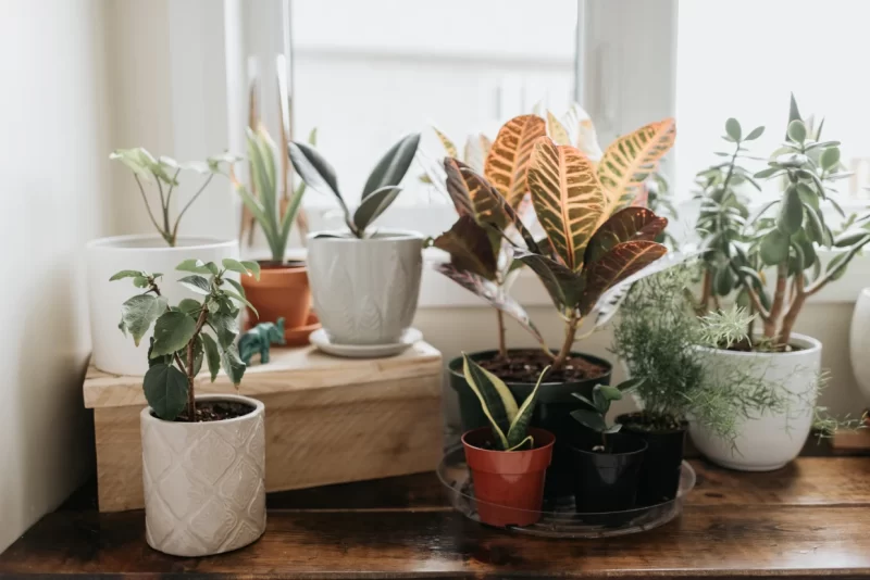 indoor plants