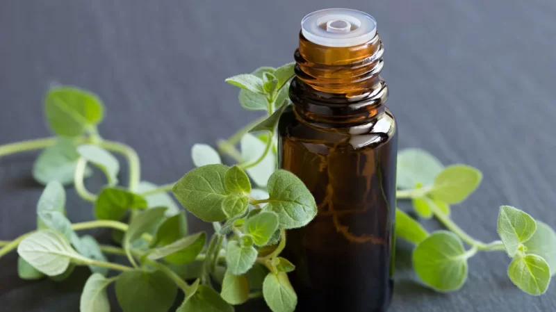 Wellhealthorganic.com: Health Benefits and Side Effects of Oil of Oregano