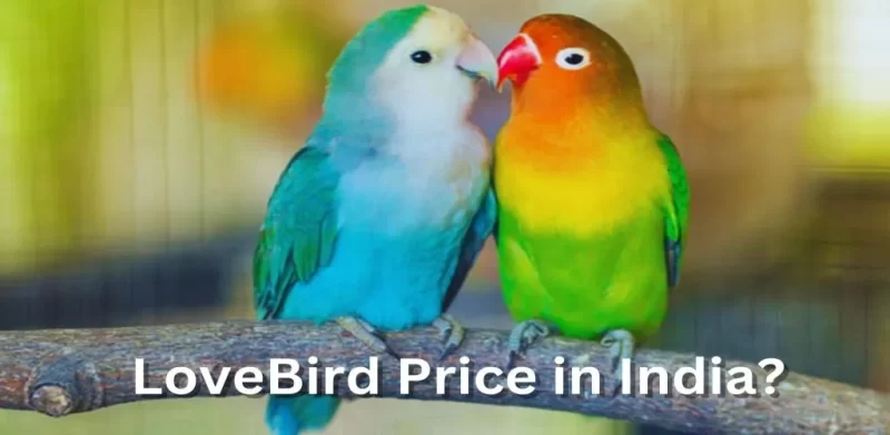 Love Birds in India