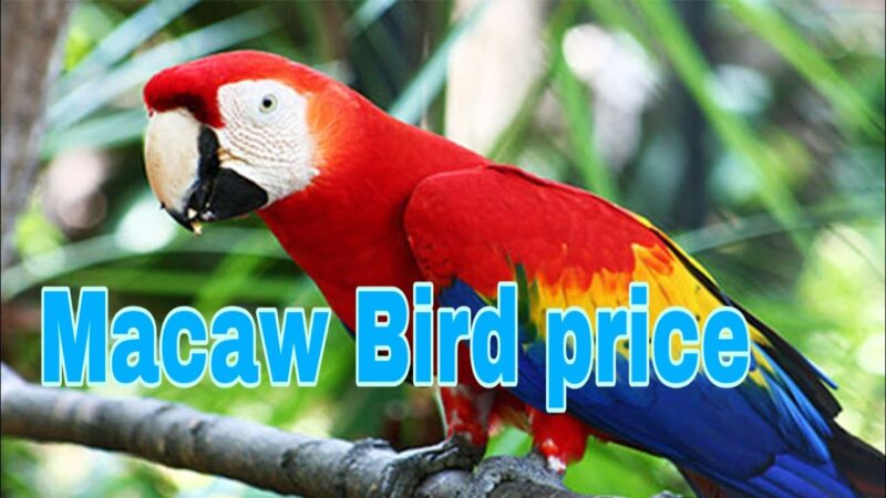 Macaw Parrot Price in India