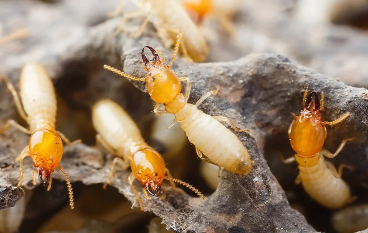 Termite Infestations in Huntington Beach