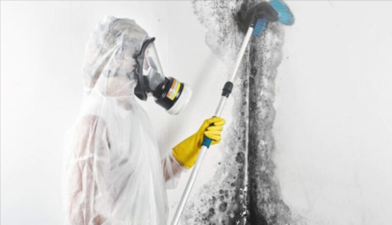 Mold Remediation Services